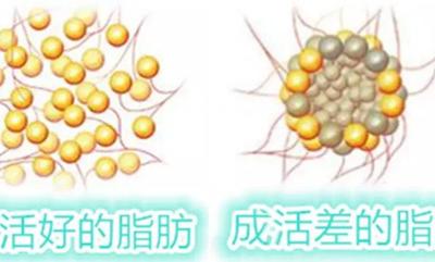 脂肪會不會轉化為糖 脂肪的消耗方法