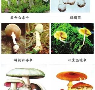 食菌季，中毒專家教您如何識別毒蘑菇