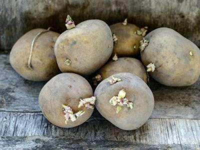 土豆發芽了還能吃嗎 土豆發芽的傷害