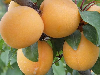 杏學名：杏，英文：Apricot